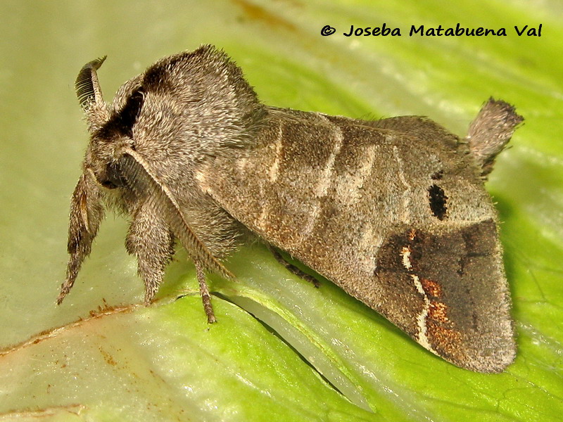 Clostera anachoreta - Notodontidae